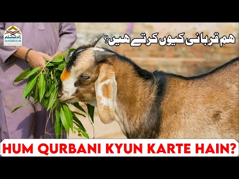 Hum Qurbani kyun karte hain | ہم قربانی کیوں کرتے ہیں؟