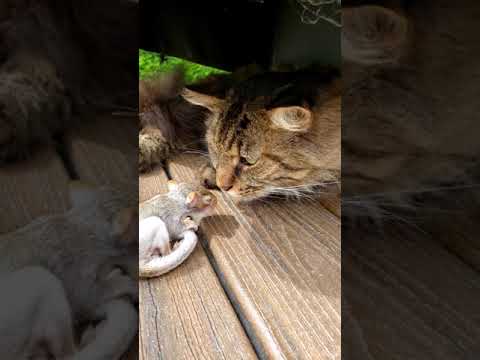Leo The Squirrel Update 2 #shorts