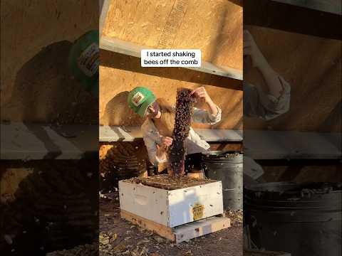 Shaking, Scooping, and Saving Bees