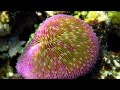 Ocean Acidification and Its Impacts