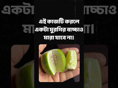 আজীবন মুরগির বাচ্চা সুস্থ থাকবে এই একটি কাজ করলে #দেশিমুরগি #মুরগির_খামার #মুরগিপালন #murgipalan