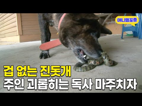주인 지키는 진돗개, 독사 마주치자 마자 I KBS 굿모닝 대한민국 120612 방송