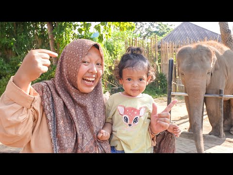 Keysha & Aracelli Belajar Mengenal Nama Dan Suara Hewan - Gajah, Kuda, Monyet