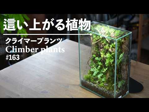 植物が這い上がる！クライマープランツを使った苔壁テラリウムの作り方#163