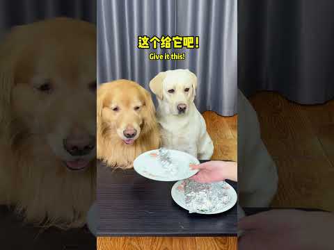 狗狗：白开心了Dog: I'm happy for nothing!#搞笑汪驾到#萌寵#寵物#搞笑#拉布拉多 #doglover #Labrador #labrado #dog #pets #cute