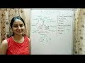 Respiration and Gas Exchange Concepts