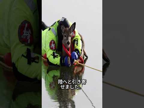 氷の上に閉じ込められた鹿…消防士が命がけで救出した瞬間に涙が止まらない