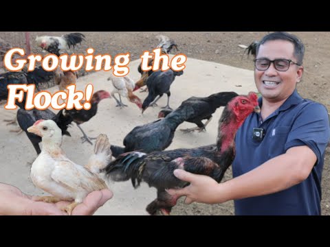 From Farm to Flock Our Native Chickens and Bantams Are Growing!