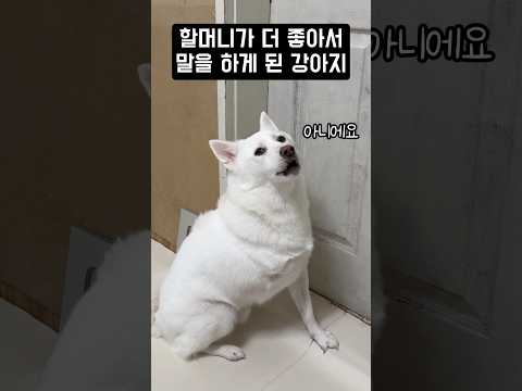 할머니가 더 좋아서 말을 하게 된 강아지 #shorts