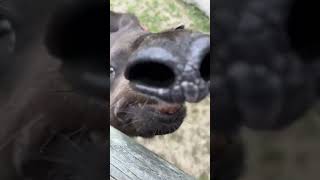 Some tapir ASMR ♥️