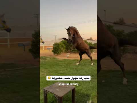 جود تقول مصارعة خيول 😂 #خيل #حصان #خياله #horse