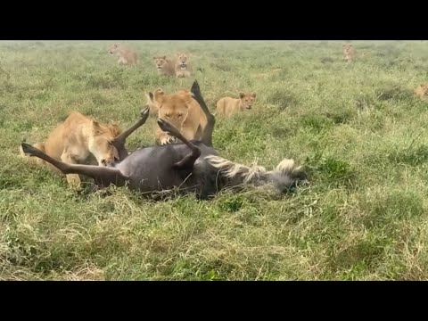 lions attacking the wildebeest bring down video