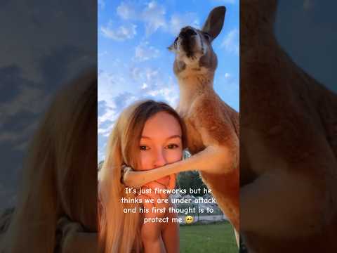 Sharing a Warm Moment with a Kangaroo #cuteanimals #kangaroo #australia #cuteanimals #home