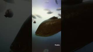 Missile Attack to Piranha | Wait for end | #shorts