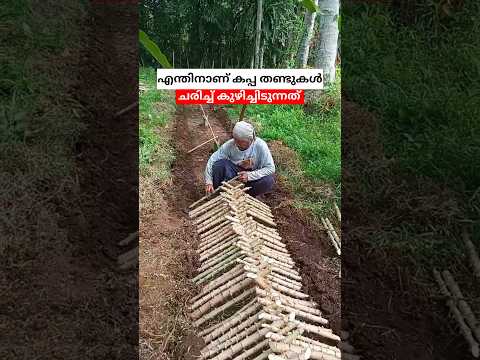 เดเดตเตผ เดเดชเตเดช เดคเดฃเตเดเตเดเตพ เดเดฐเดฟเดเตเดเต เดเตเดดเดฟเดเตเดเดฟเดเตเดจเตเดจเต ๐ณ #shorts #malayalam #facts #cassavaharvest