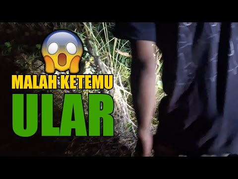 NGOBOR BURUNG MALAM HARI DI HUTAN, MALAH KETEMU ULAR, PERTANDA APA INI..??