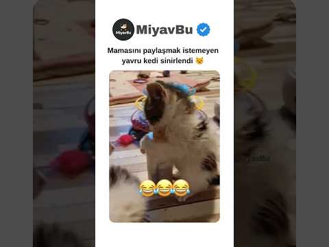 Mamasını paylaşmak istemeyen kedi 😾