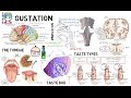 Cranial Nerves and Taste Sensation
