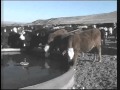 Ranch Management and Animal Behavior