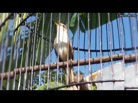 SUARA ASLI BURUNG KERAK BASI ALIS HITAM GACOR NGAMUK