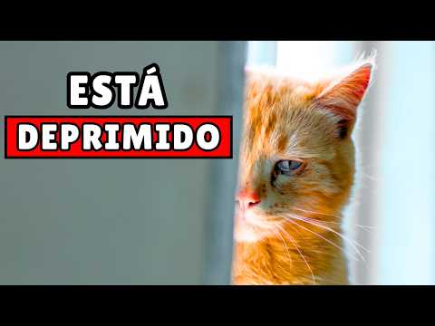 ¿Tu gato se puede DEPRIMIR? 😿 Descubre 10 cosas ESENCIALES sobre los gatos