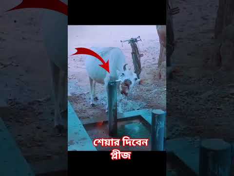 দেখুন গরুর কতো বুদ্ধি #shorts #viralshorts #subscribe