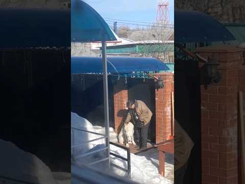 кто-то уезжает по делам, а она ждёт🥹а потом, когда приходим домой долго стоим с ней на улице💗 #сао