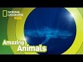 Discovering the Blue Whale: Fascinating Facts and Insights