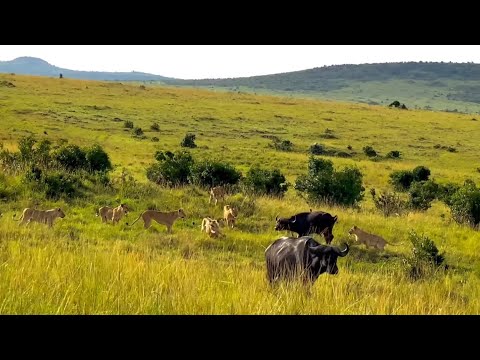 lion pride attacking the buffalo isolate and bring it down  video