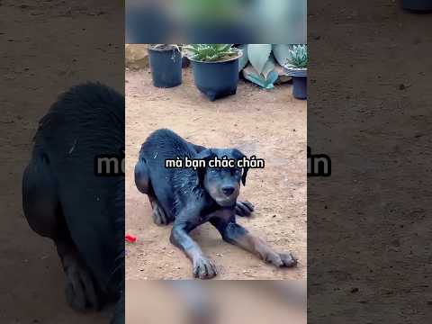 Tại sao bạn nên cảnh giác với chó hoang ở nước ngoài 😱#shortvideo
