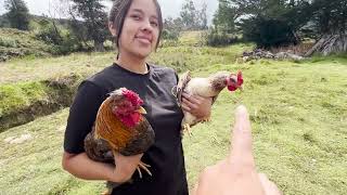 Se termina el proyecto estos son nuestros pollos