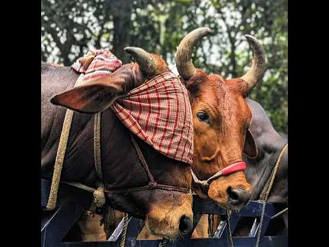 Pagla Gorus...๐ฅ #shorts #bangladesh #cow #eid #explore
