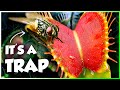 Understanding Venus Fly Traps and Carnivorous Plants