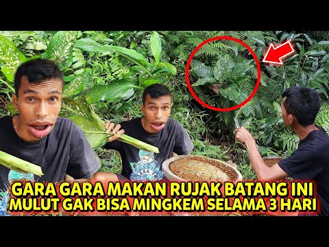 KAPOK!!! Makan Batang ini bikin Gak bisa Mingkem Selama 3 Hari 3 malam!
