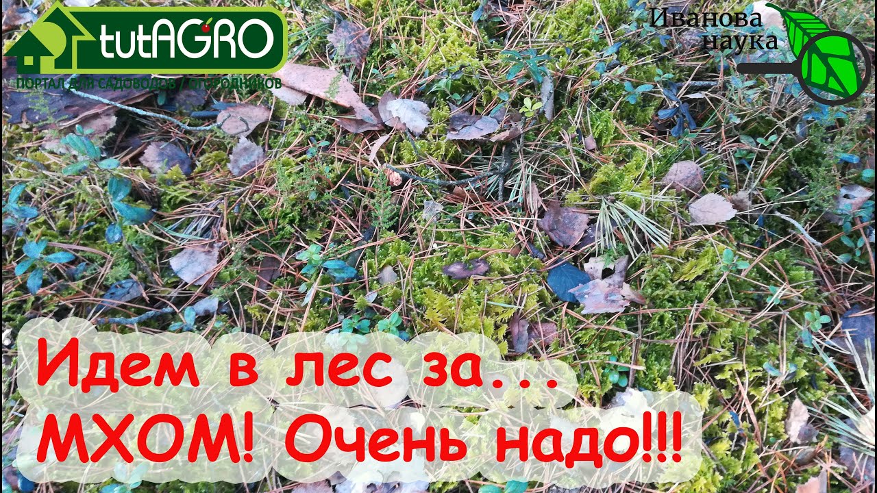 Идём в лес за. Мхом! Бесценное богатство для сада и огорода