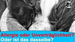 Wenn Futter Probleme macht: Allergie oder doch „nur“ Unverträglichkeit?