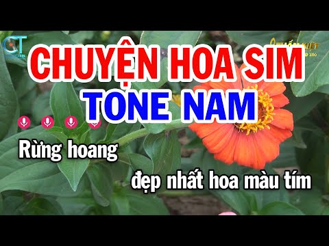 Karaoke Chuyện Hoa Sim Tone Nam ( Cm ) Nhạc Sống Tuấn Kiệt