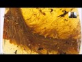 Dinosaur Evolution and Origins