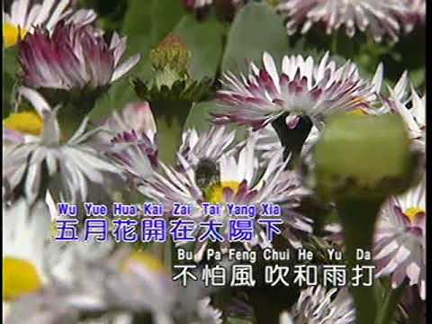 五月的花 （龍聖 LD版）