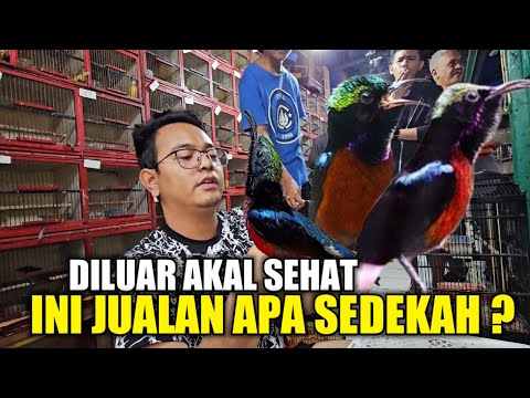 KONIN 5 RIBUAN ? PULUHAN KONIN OMBYOKAN DIJUAL SEPARO HARGA PASARAN DIKIOS ALHAMDULILLH HARI INI