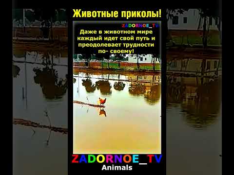 У каждого свой путь! 🐓 🐔 🤭 #задорноетв #озвучка #ржака #юмор #прикол #животные #funny