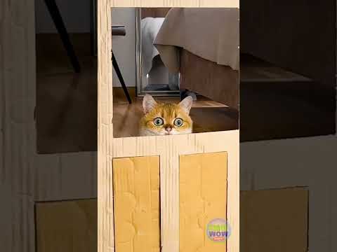 Casi perfecto... ¡Casi! 😂 #cortosgraciosos