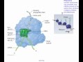 Translation Process and RNA Functions