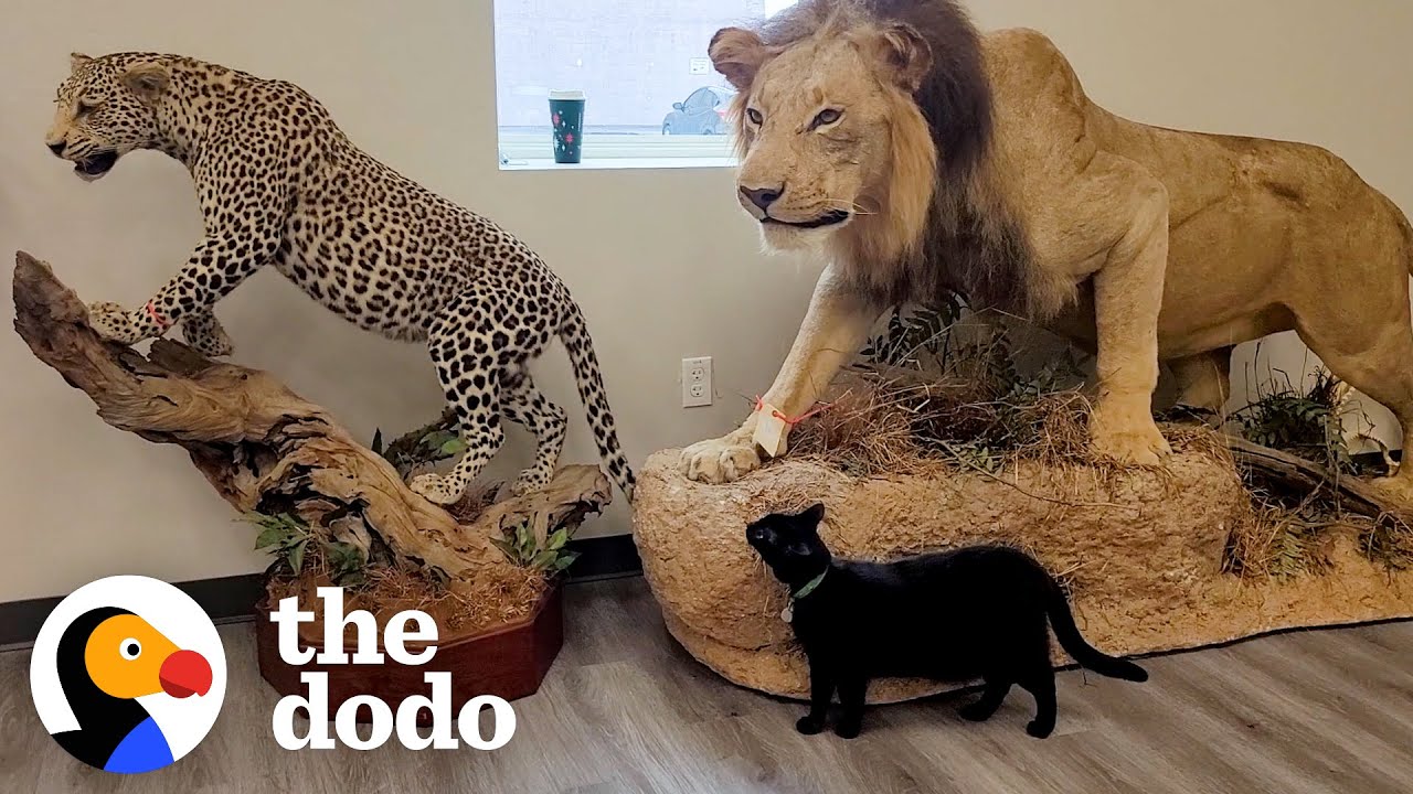 Shelter Cat Works At A Museum Now