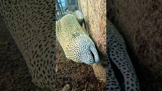 The Most BEAUTIFUL Eel in The World #marinemystery #eel #shipwreck #ocean #adventure #leopard