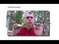 Photosynthesis Concepts and Processes