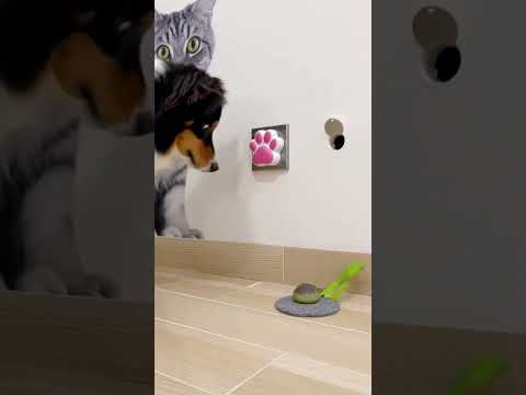 Iโll Never Snack in Secret Againโฆ (But I Pressed It) #dog #pets #cat #funny
