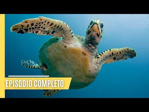 Explorando las profundidades - Secretos y Maravillas Bajo las Olas | Episodio Completo