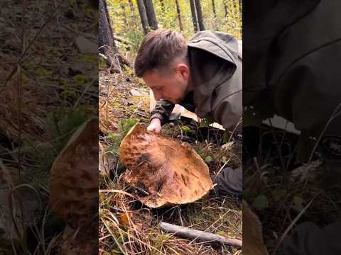 Beautiful mushrooms from Eastern Europe #funghi #porcini #boletus #grzyby #гриби