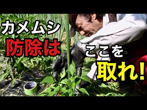 【繁殖警報】カメムシを発見したら今すぐに対処してください　　　　　　　　　　【カーメン君】【園芸】【ガーデニング】【初心者】